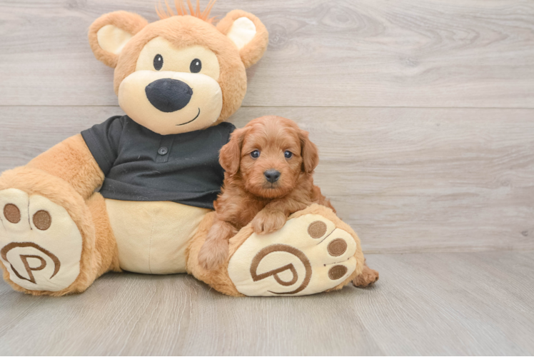 Smart Cavapoo Poodle Mix Pup