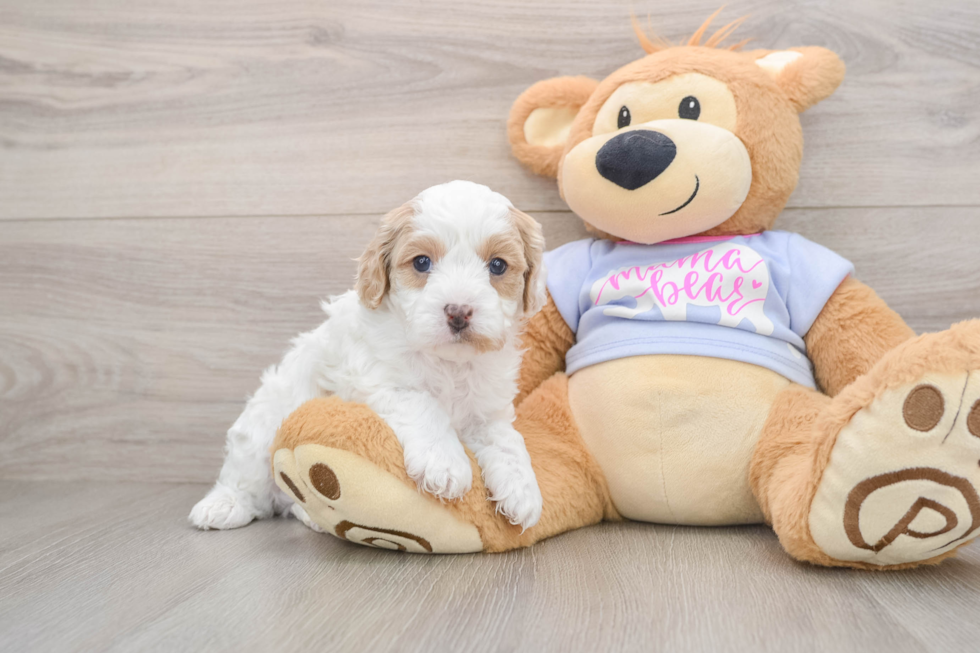 Cavapoo Puppy for Adoption