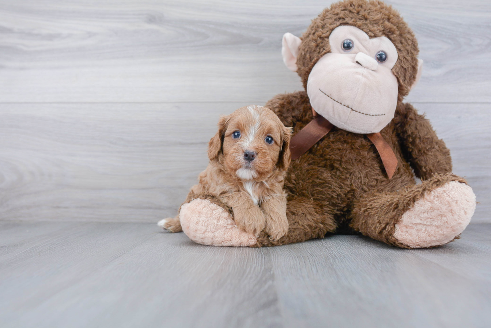 Smart Cavapoo Poodle Mix Pup