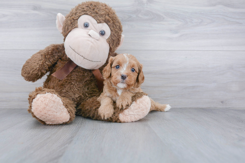 Best Cavapoo Baby