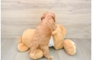Cavapoo Puppy for Adoption