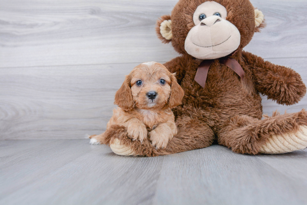 Cavapoo Puppy for Adoption