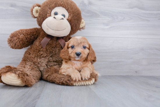 Cavapoo Puppy for Adoption