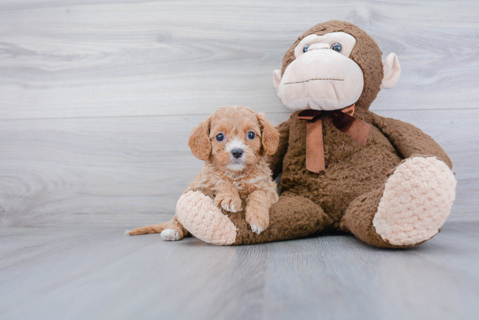 Best Cavapoo Baby