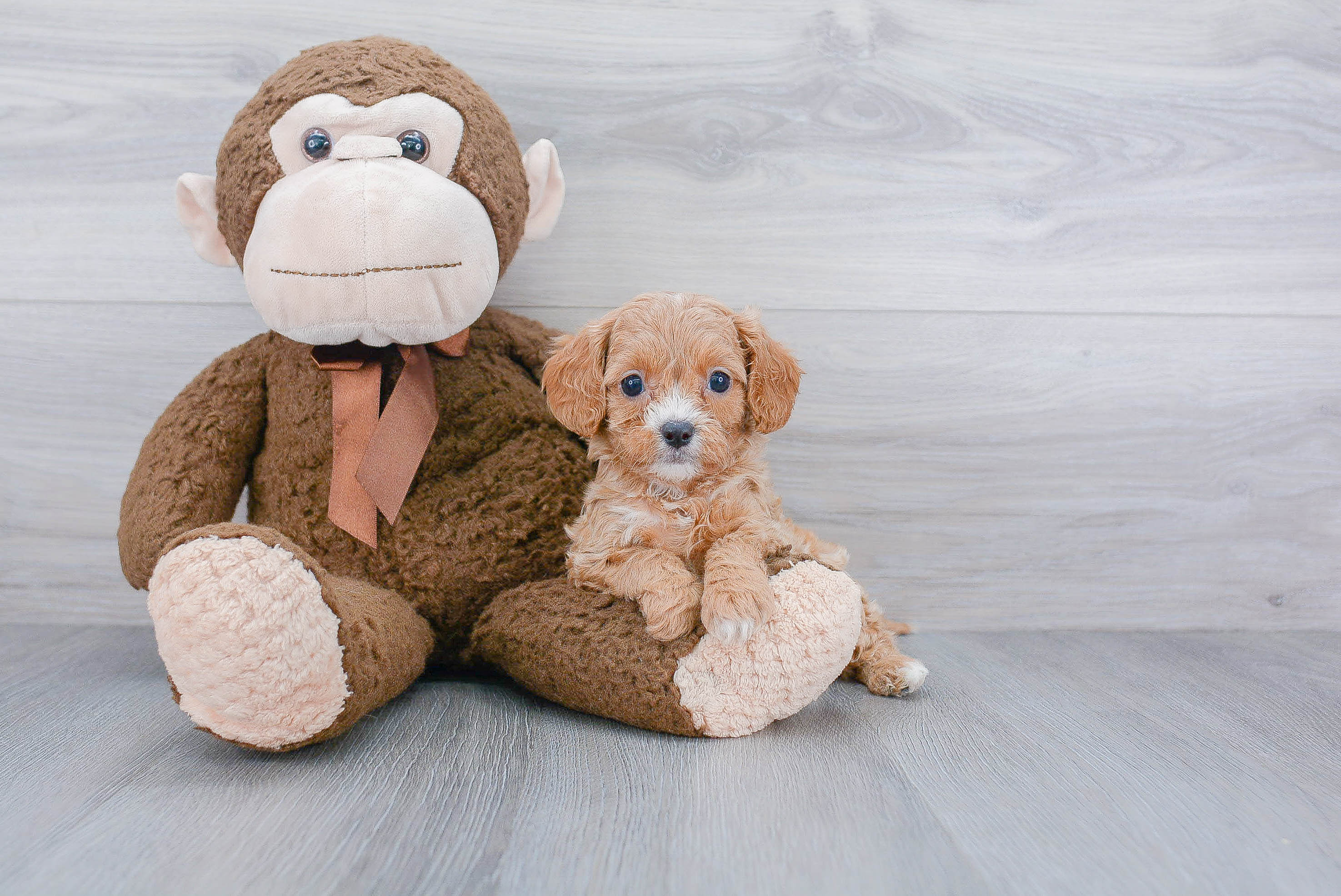 Best Cavapoo Baby