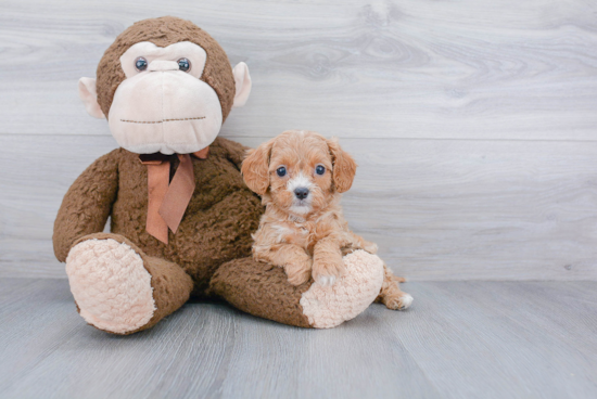 Best Cavapoo Baby