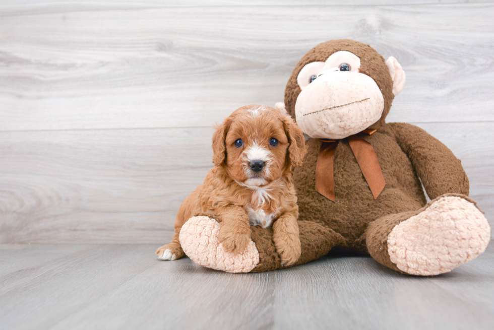 Best Cavapoo Baby