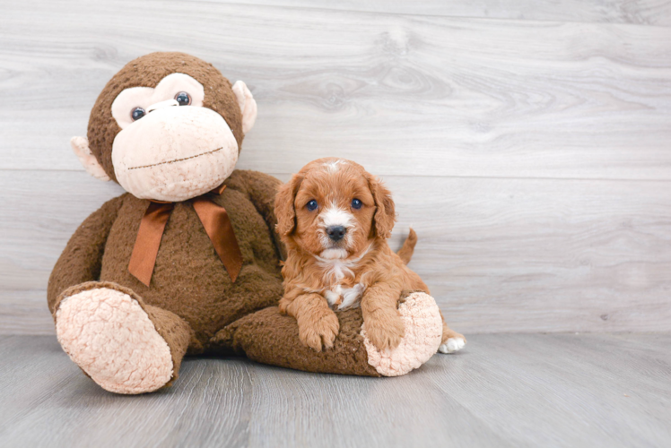 Cavapoo Puppy for Adoption