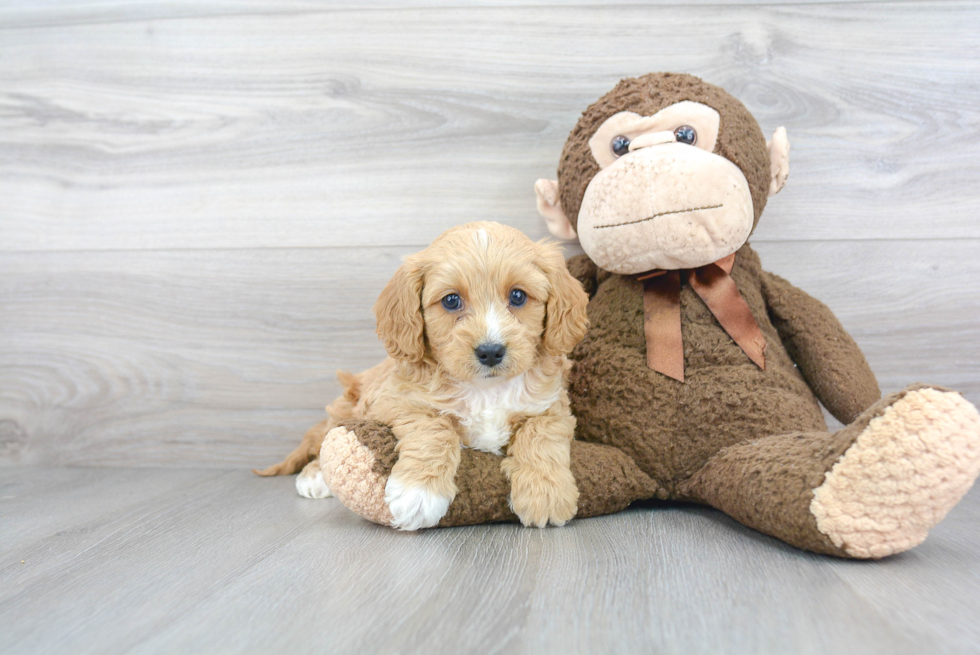 Best Cavapoo Baby