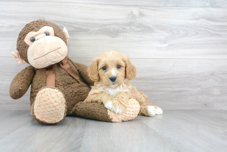 Energetic Cavoodle Poodle Mix Puppy