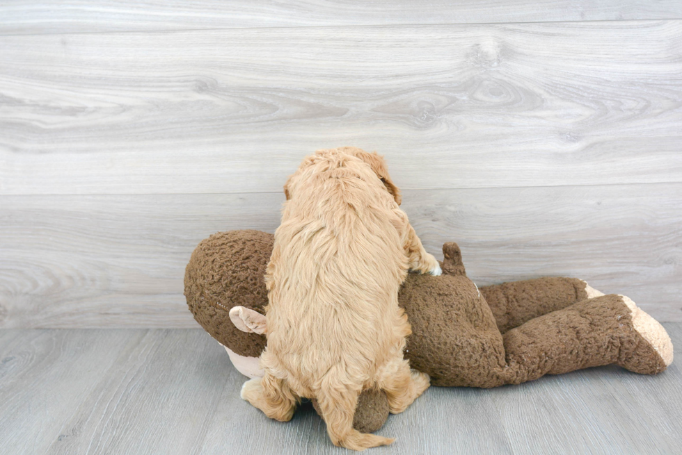 Cavapoo Pup Being Cute