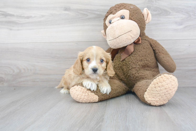 Cavapoo Pup Being Cute