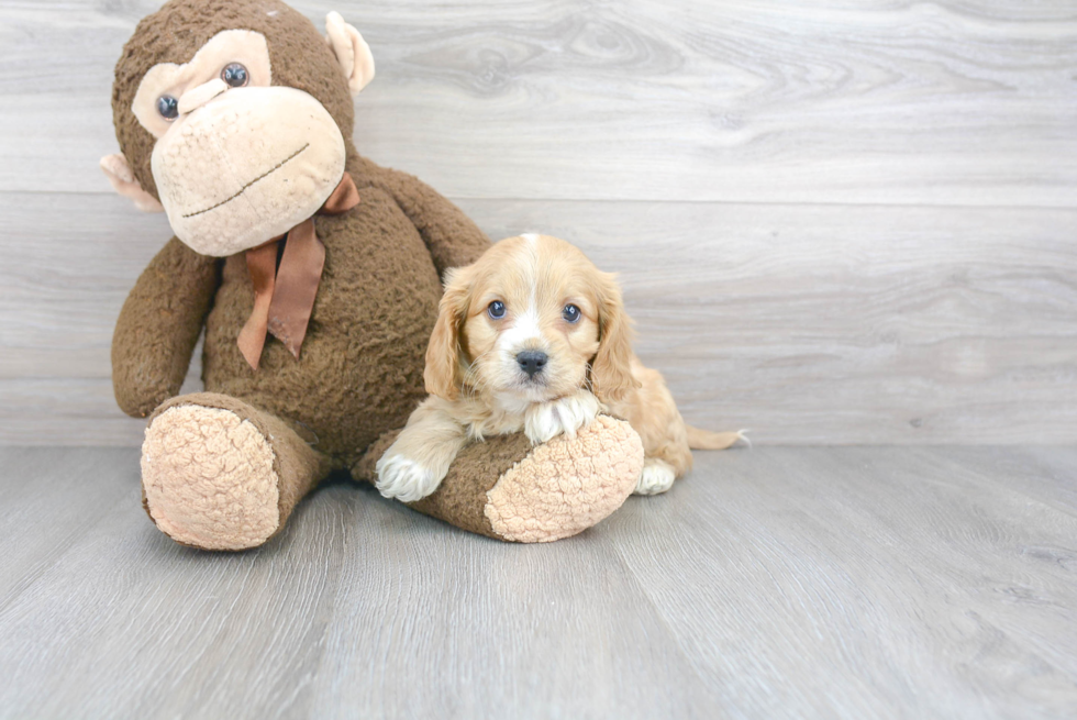 Playful Cavoodle Poodle Mix Puppy