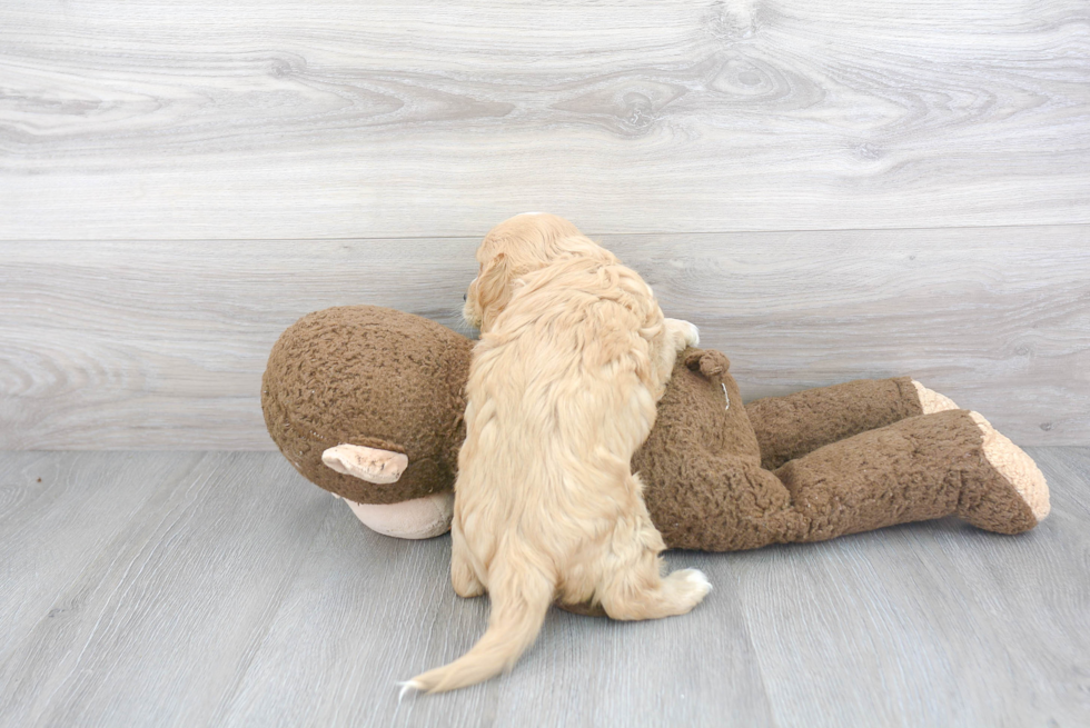 Cavapoo Pup Being Cute