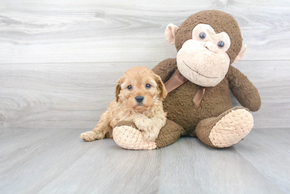 Cavapoo Pup Being Cute