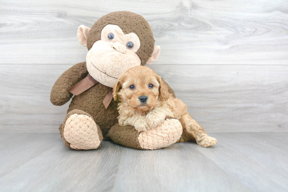 Playful Cavoodle Poodle Mix Puppy