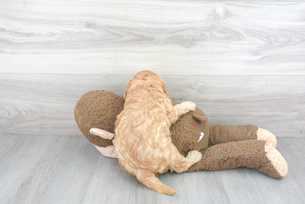 Cavapoo Pup Being Cute