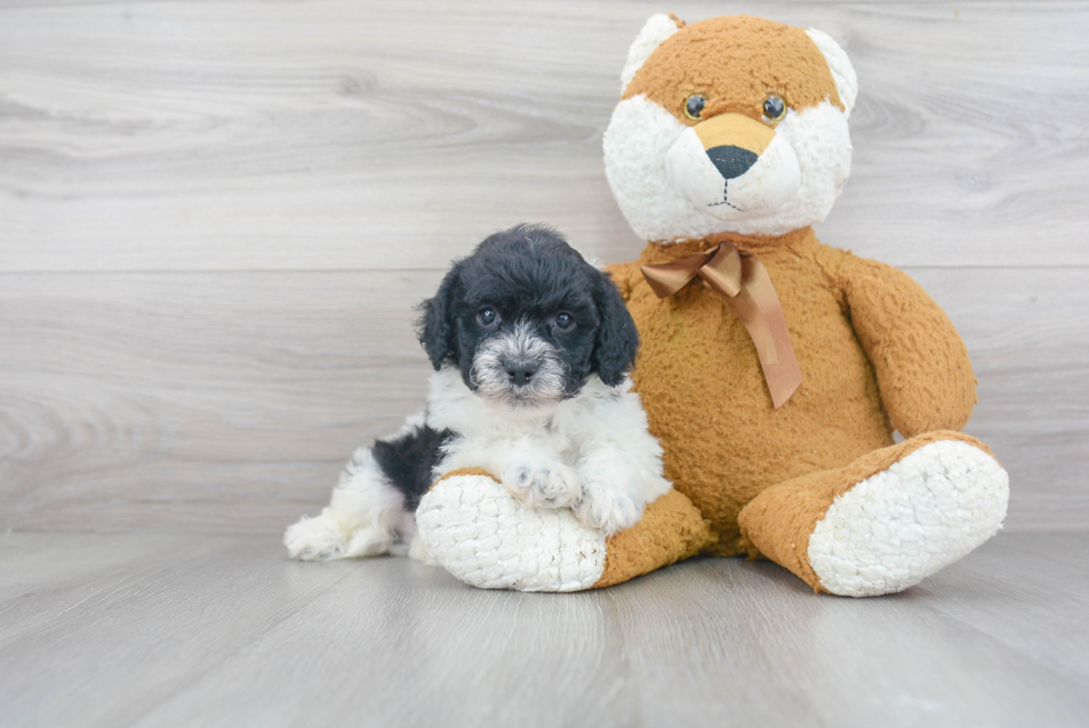 Cavapoo Puppy for Adoption