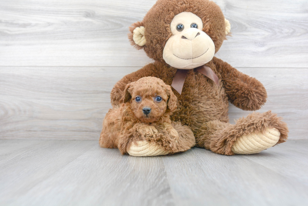 Playful Cavoodle Poodle Mix Puppy