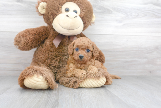 Adorable Cavoodle Poodle Mix Puppy