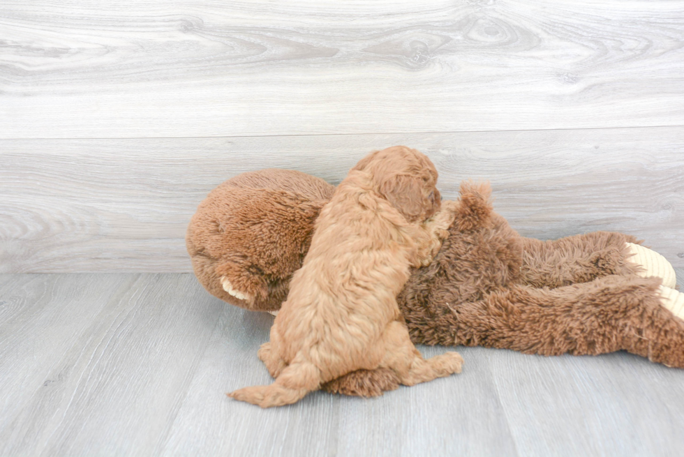 Cavapoo Pup Being Cute