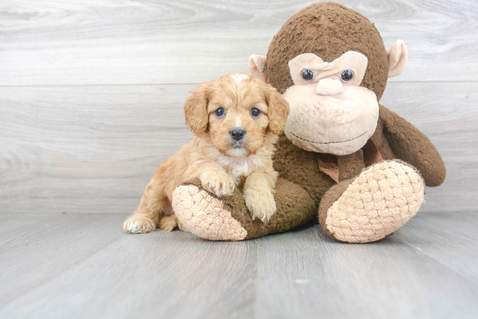 Hypoallergenic Cavoodle Poodle Mix Puppy