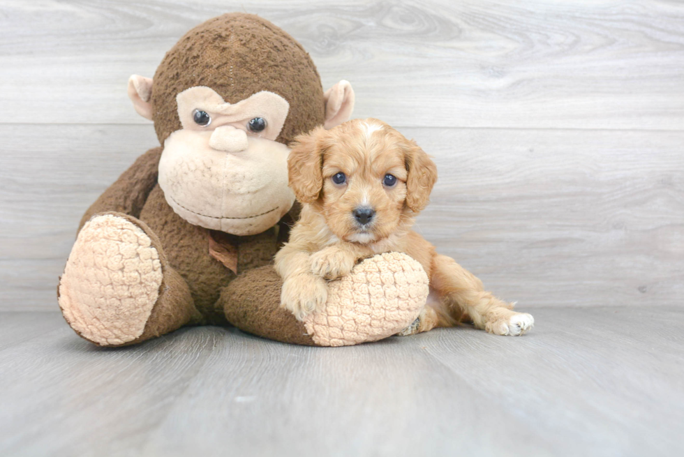 Petite Cavapoo Poodle Mix Pup