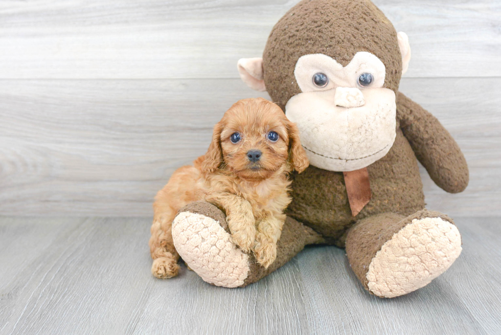 Best Cavapoo Baby