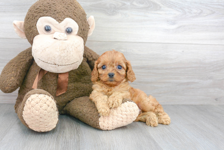 Happy Cavapoo Baby