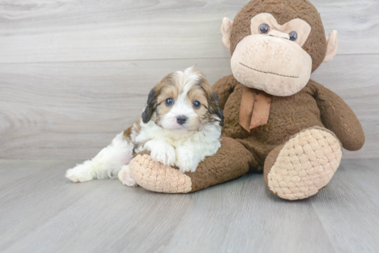 Cavapoo Puppy for Adoption