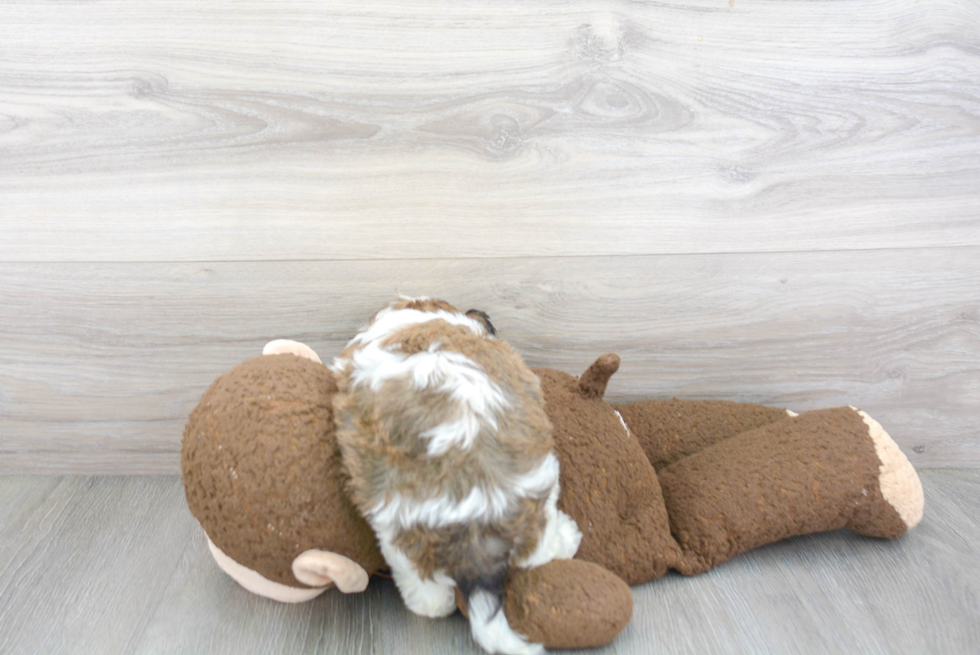 Smart Cavapoo Poodle Mix Pup