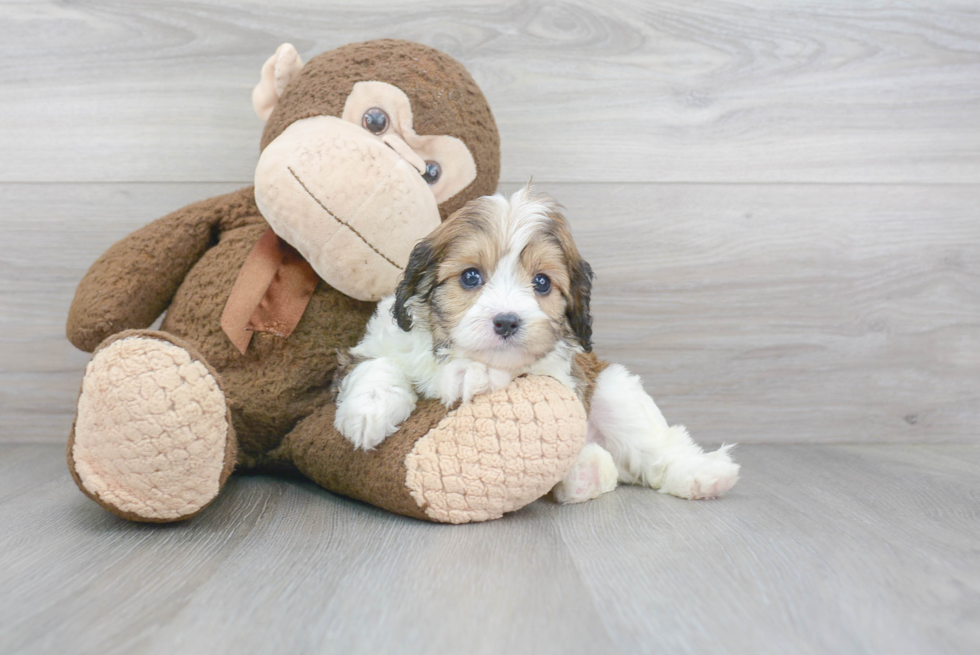 Cavapoo Puppy for Adoption