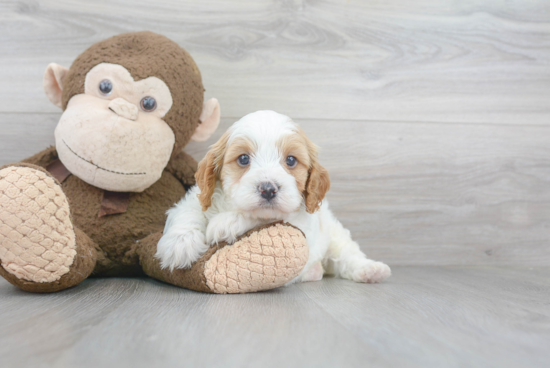 Cavapoo Puppy for Adoption