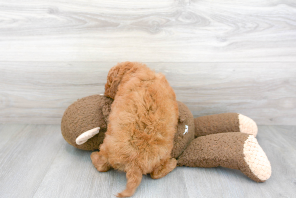 Funny Cavapoo Poodle Mix Pup