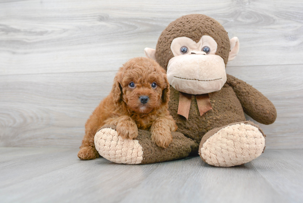 Best Cavapoo Baby