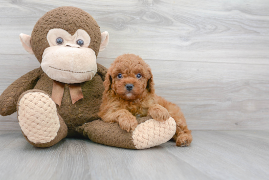 Cavapoo Pup Being Cute