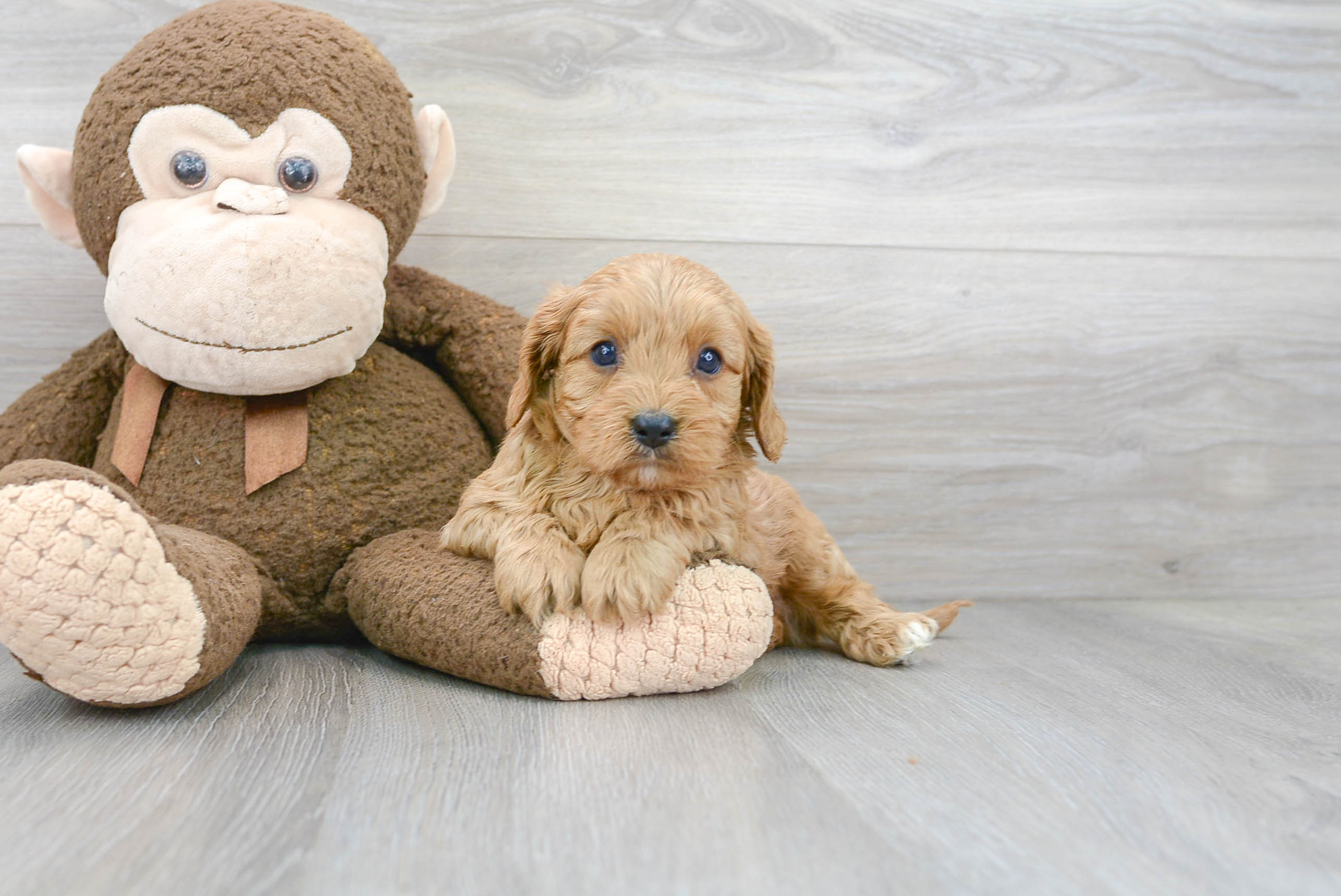Fluffy Cavapoo Poodle Mix Pup
