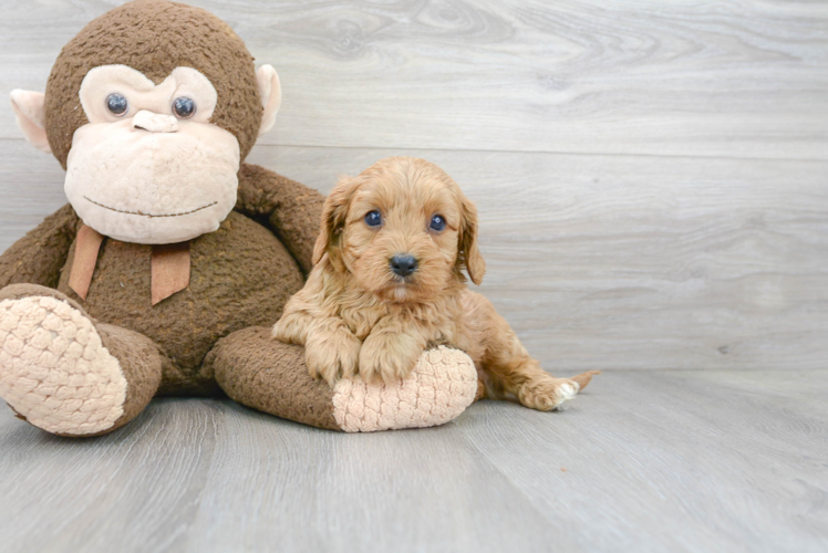 Fluffy Cavapoo Poodle Mix Pup