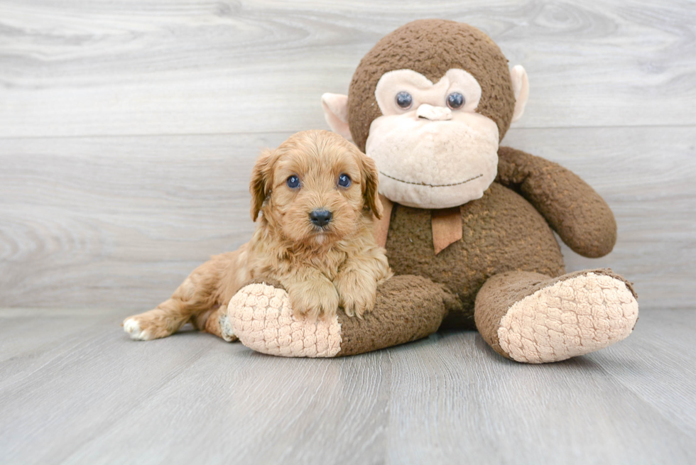 Funny Cavapoo Poodle Mix Pup