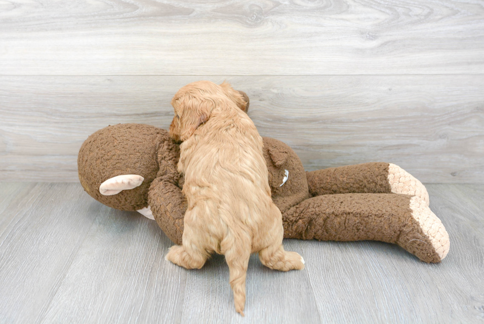 Popular Cavapoo Poodle Mix Pup