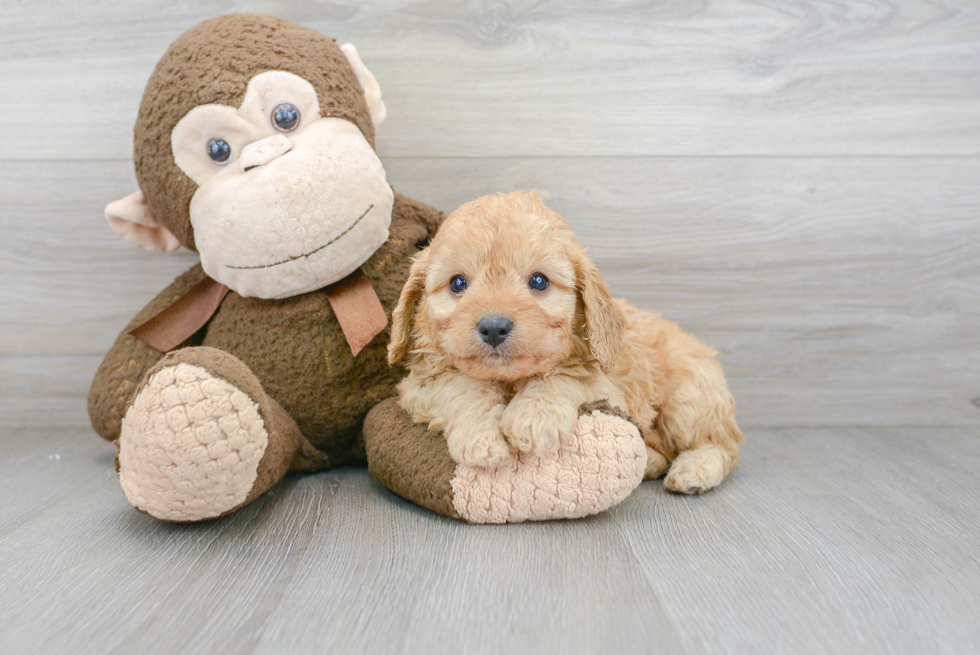 Cavapoo Puppy for Adoption