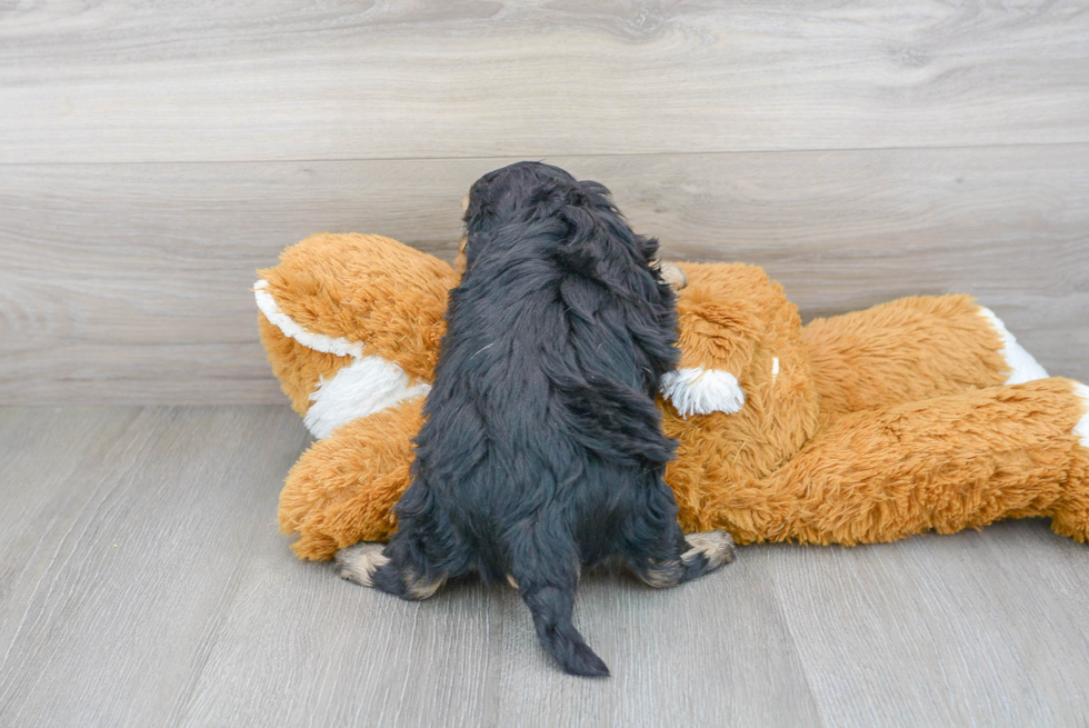 Little Cavoodle Poodle Mix Puppy