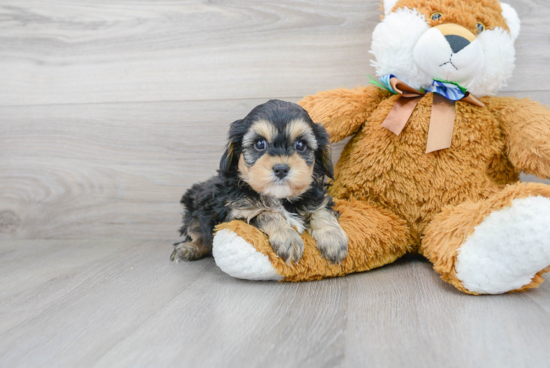 Cavapoo Puppy for Adoption