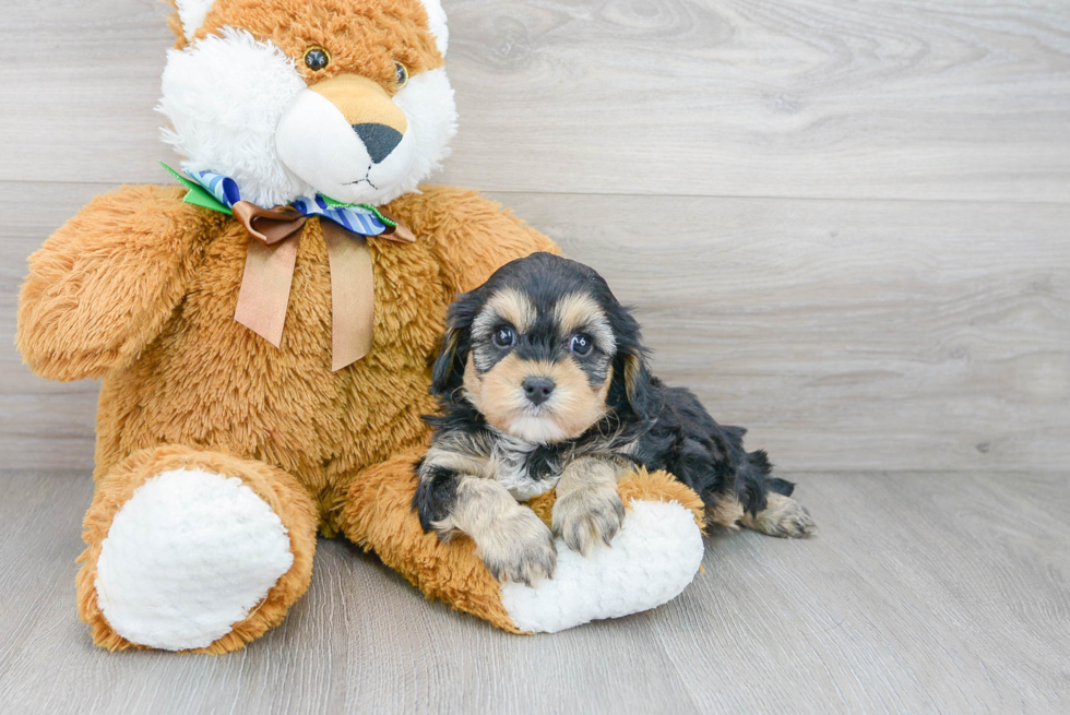 Best Cavapoo Baby