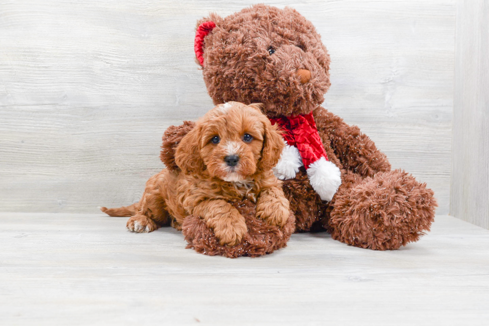 Popular Cavapoo Poodle Mix Pup