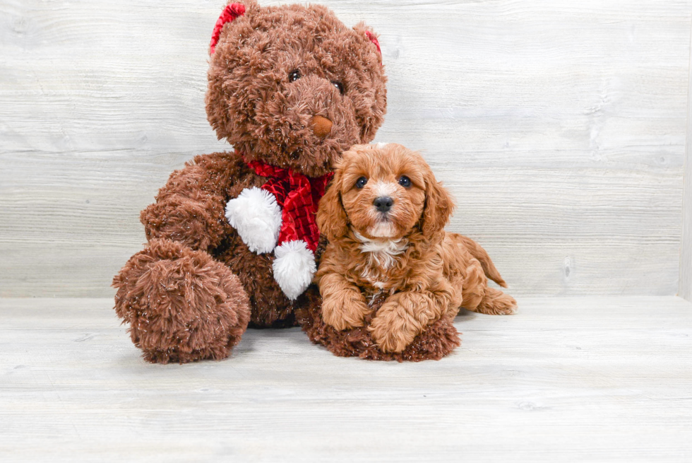 Sweet Cavapoo Baby