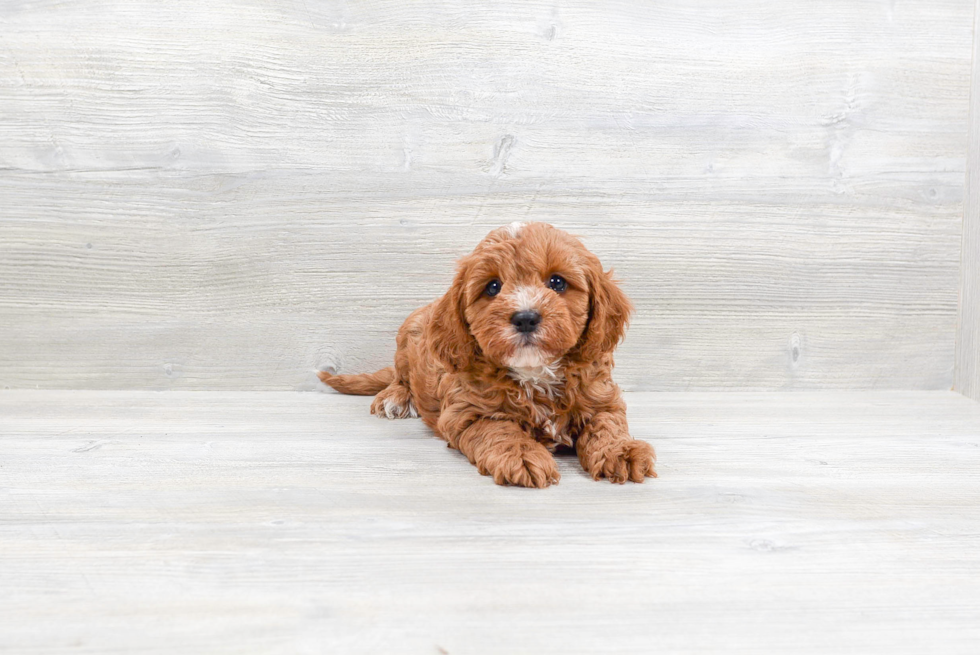 Best Cavapoo Baby