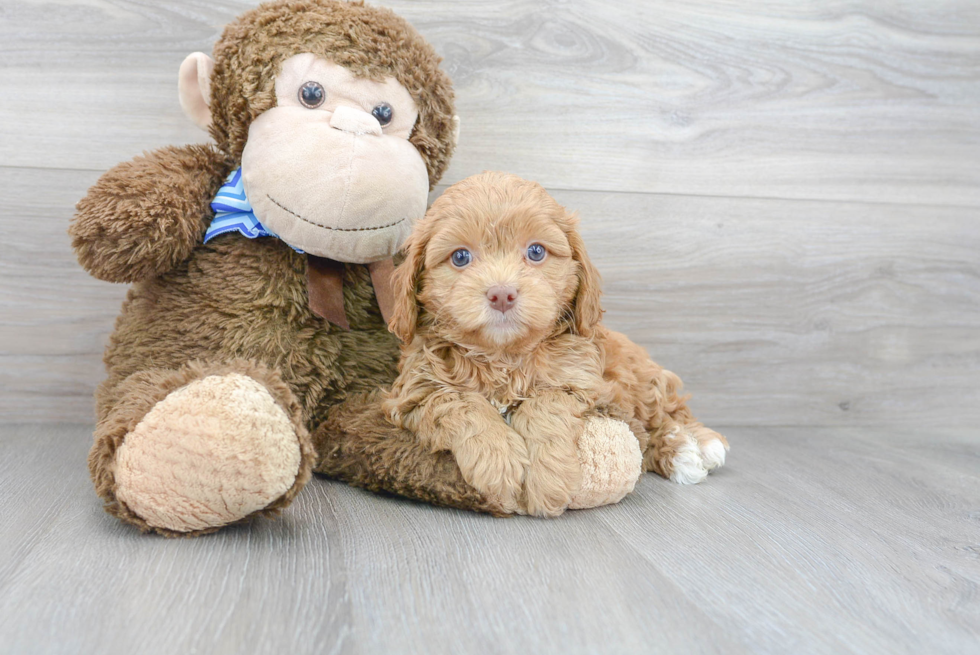 Cavapoo Puppy for Adoption