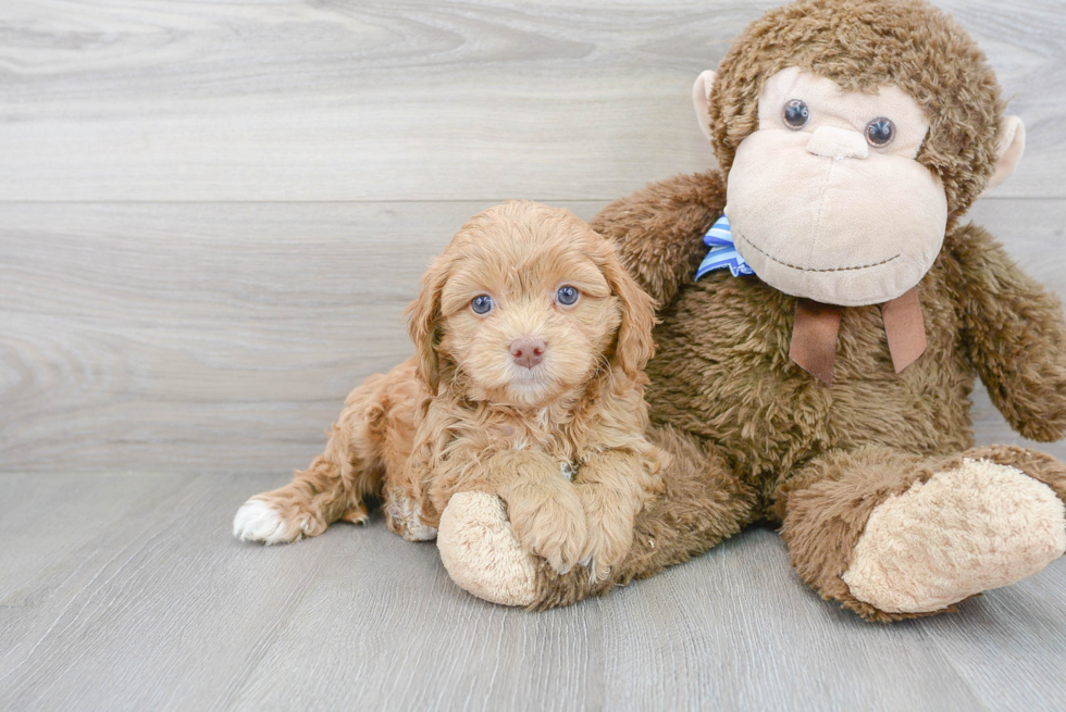 Hypoallergenic Cavoodle Poodle Mix Puppy