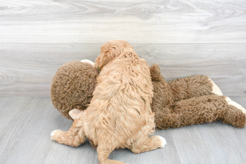 Happy Cavapoo Baby